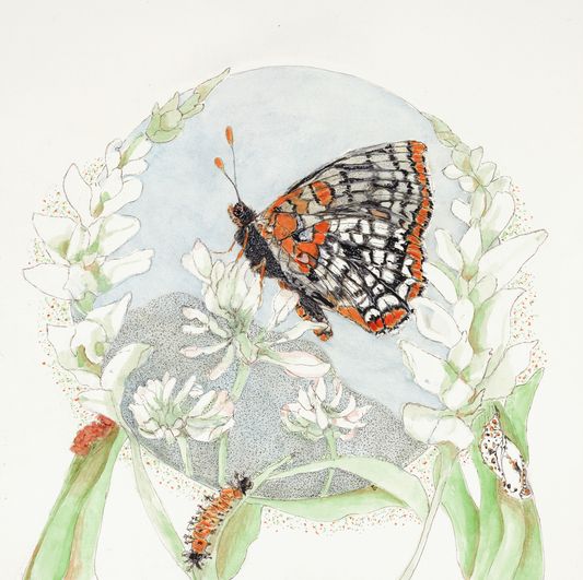 Baltimore Checkerspot and Turtlehead - Original Painting