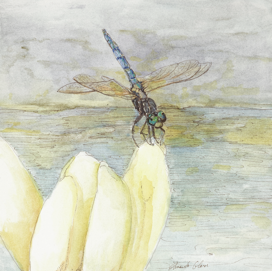 Blue Dasher Dragonfly - Original Painting