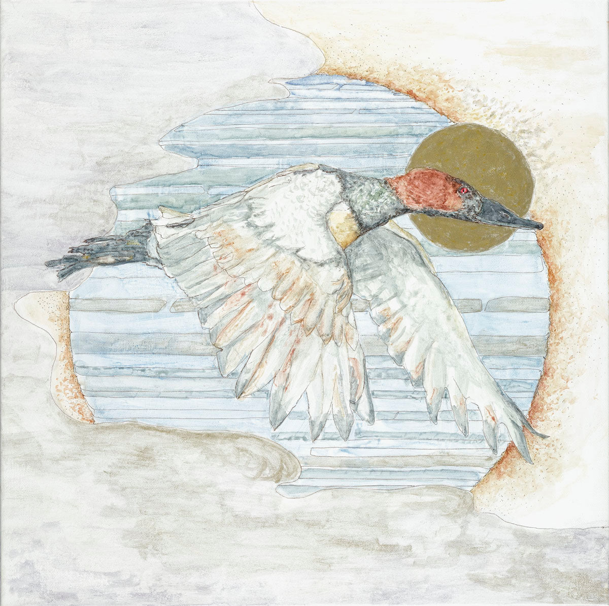 Canvasback in Flight