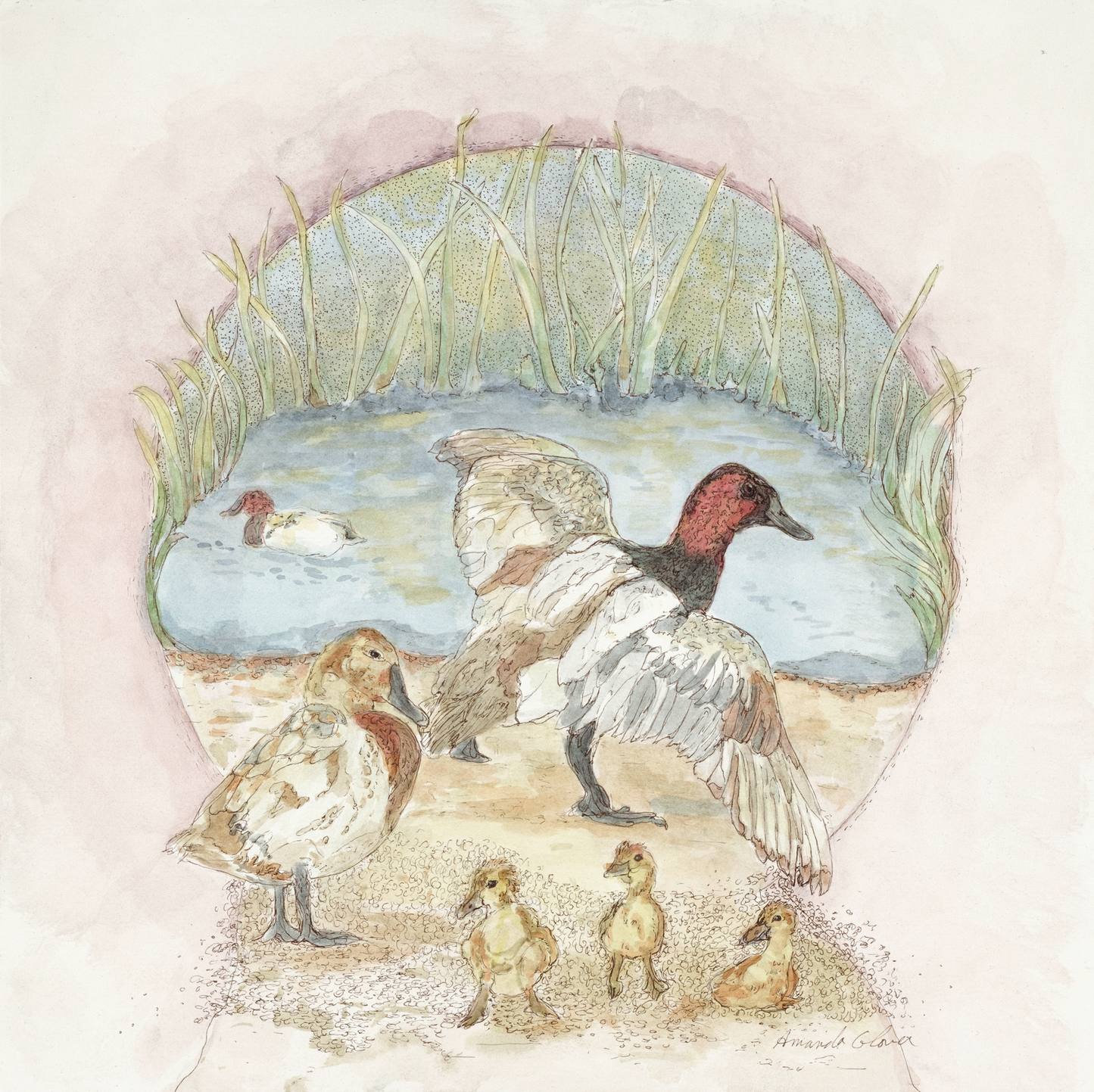 Canvasback Family - Original Painting