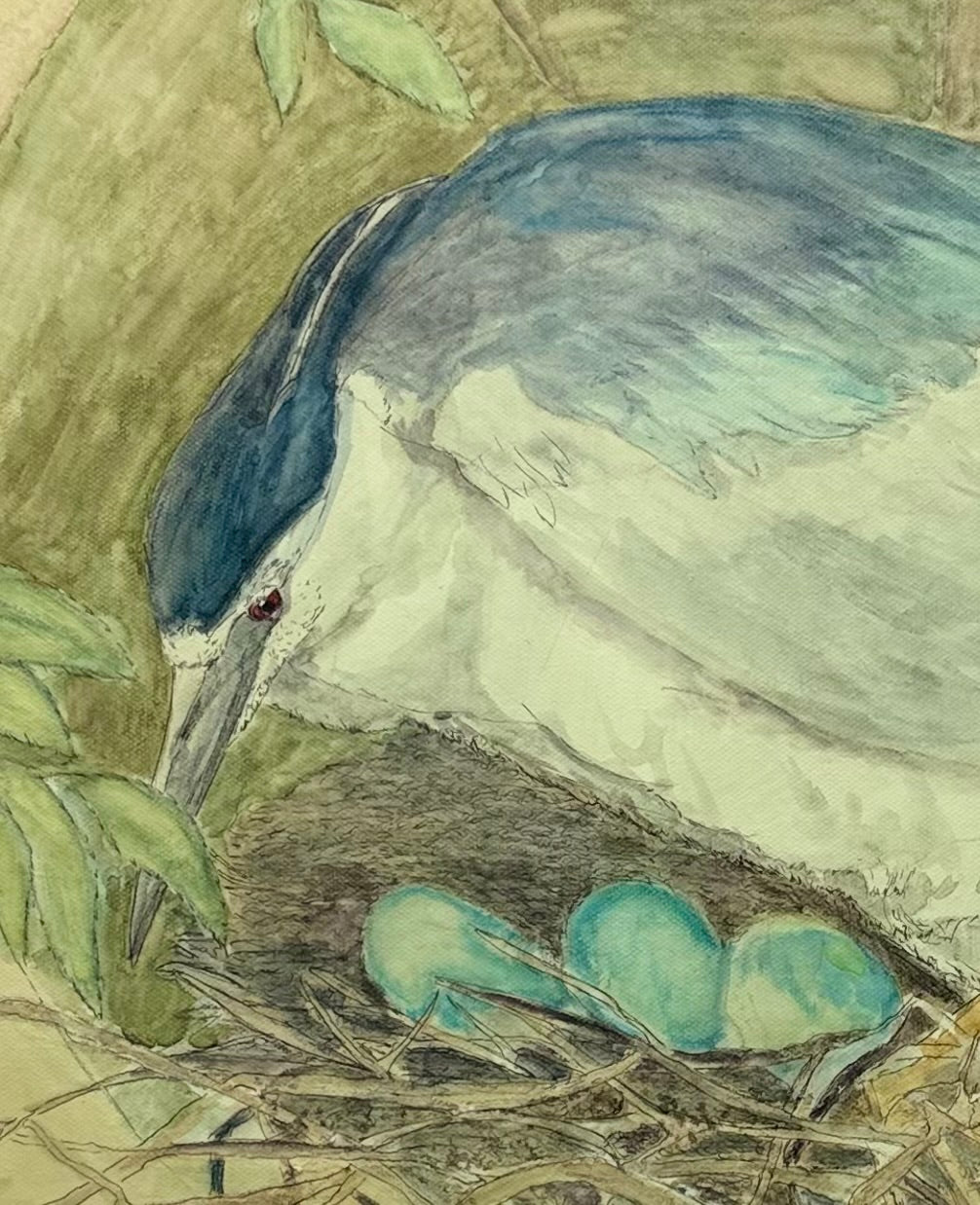 Black Crowned Night Heron Nesting with Eggs
